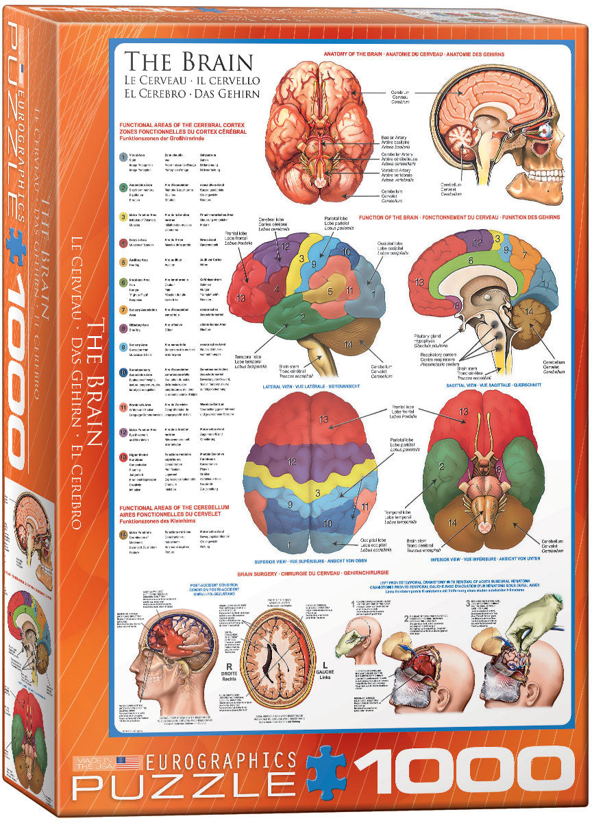 The Brain 1000 Piece Puzzle - Quick Ship - Puzzlicious.com