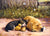 Sleepy Companions 15 Piece Puzzle - Puzzlicious.com