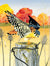 American Kestrel 1000 Piece Puzzle - Quick Ship - Puzzlicious.com