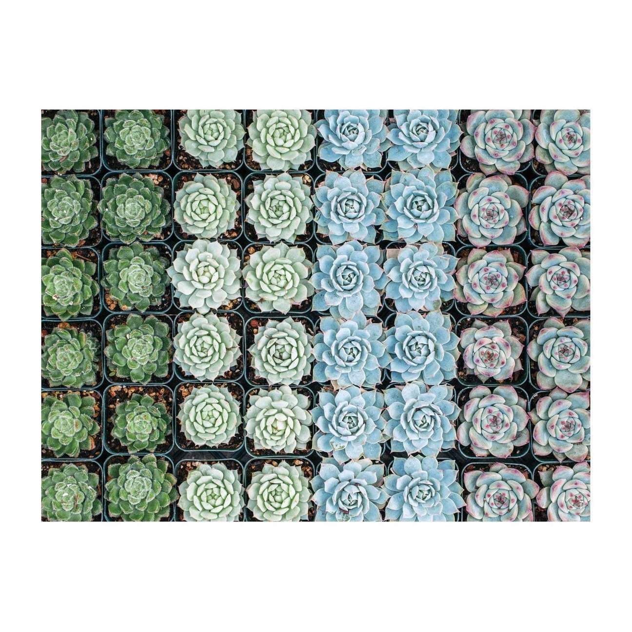 Succulent Garden 500 Piece Double-Sided Puzzle - Quick Ship - Puzzlicious.com